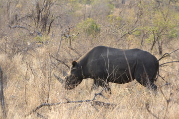 horned rhino in a south african national park