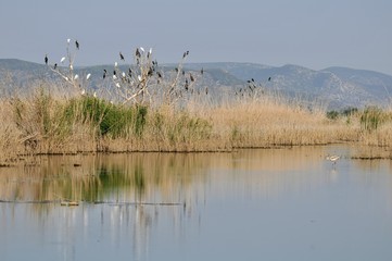 flock of birds on lake. Birds on dry branches among reeds in lake. 