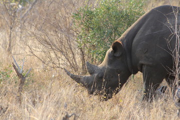 close-up rhino shot