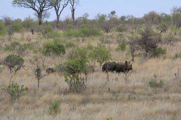Rhinos in south africa
