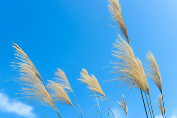 Autumn reeds are swinging in the breeze, isolated in the blue sky background.