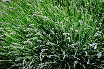 Green field part of lavender grass in background. green background for text away. Beautiful green grass, in soft morning sunlight. with space for text. blog concept. Close up. Lavender flowers