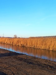 river in autumn, near which yellowed trees, reeds and bushes, against the blue sky