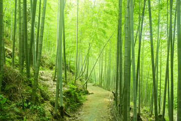 In spring, in the sunshine, a path passes through the lush bamboo forest.