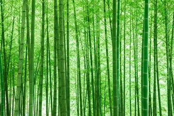 Gordijnen In spring, the lush bamboo forest in the sun. © MINXIA