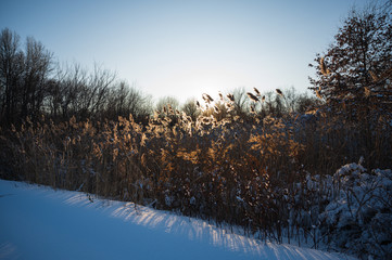 The golden glow of the afternoon sunset shines through a forest of tall reeds on a snow filled winter day