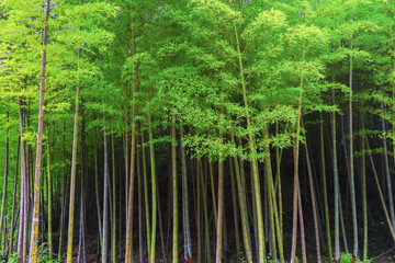 Fototapeta premium In spring, the lush bamboo forest in the sun.