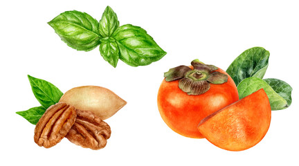 Persimmon pecan basil watercolor isolated on white background