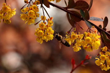  bee on a yellow flower