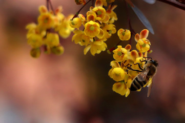  bee on a yellow flower