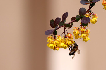  bee on a yellow flower