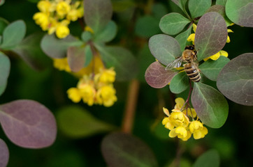 bee on a flower
