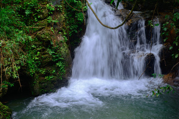 Fototapeta premium Beautiful streams and waterfalls in the forest in summer.