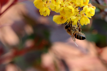 bee on a flower