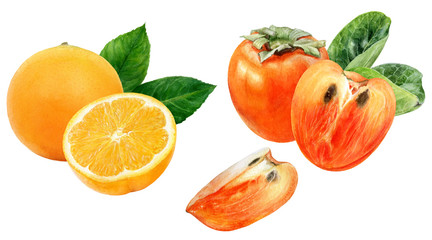 Persimmon orange watercolor isolated on white background