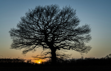 Fototapeta na wymiar Winter Sunset with bare tree silhouette 