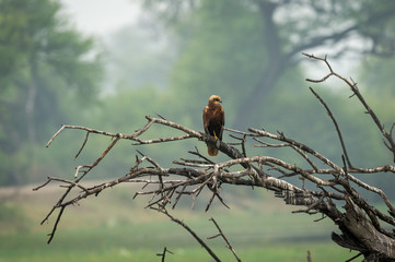 western marsh harrier or Circus aeruginosus a large harrier perched on tree trunk with green...