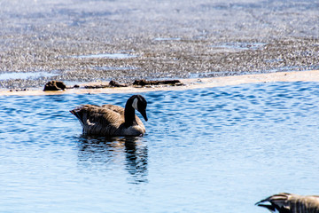 Caanda goose looking for food on the lake in early spring. Beauvais Lake Provincial Park, Alberta, Canada