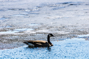 Caanda goose looking for food on the lake in early spring. Beauvais Lake Provincial Park, Alberta, Canada