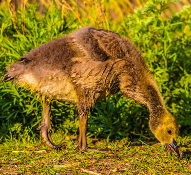 Canada goose gossling foraging for food on the ground. Inglewood bird Sanctuary, Calgary, Alberta, Canada