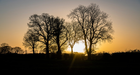 Winter Sunset with bare tree silhouette 