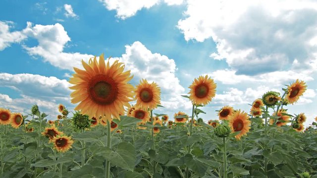 flowering sunflowers. 4K. FULL HD, 4096x2304.