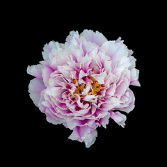 Beautiful Chinese peony isolated on black background.