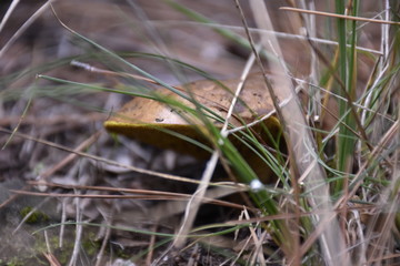 mushroom in the grass
