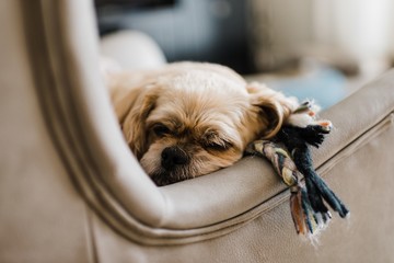 Closeup of a Pekingese laying on a leather couch in a house with a blurry background