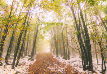 Autumn and Winter in the same day  in the forest. Beautiful road colorful leafs and snow