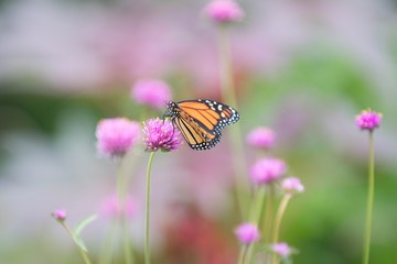 butterfly in botanical garden