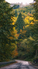 Obraz premium Road in Autumn Forest in the Mountains 