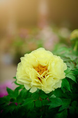 Beautiful yellow chinese peony flower is isolated in the black background.