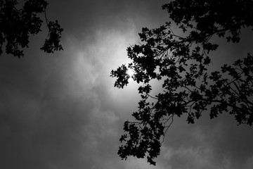 Oak tree silhouette sun black and white