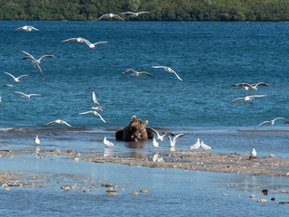 Bear and seagulls