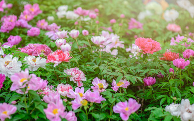 The sunshine in the afternoon, the beautiful Peony in the Peony Garden.