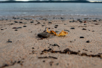 A sandy beach with small pebbles and seaweed scattered through out. The ocean and hills are in the background.