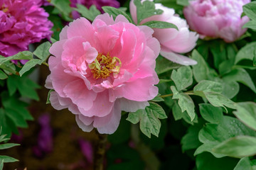 Obraz premium Beautiful pink chinese peony flower is blooming in the garden, can be used as a Decorative painting.