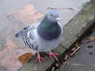 Interessierte Taube am Wasser