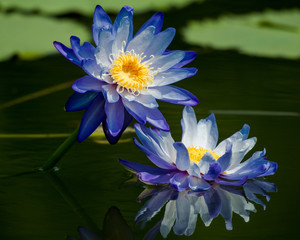 Beautiful blue lotus reflection on the pond.