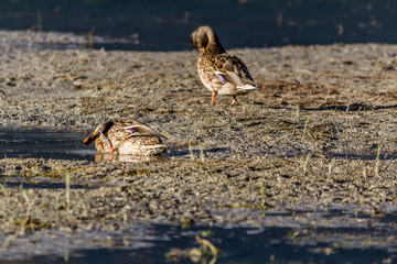Mallards forage for food in the water. Inglewood Bird Sanctuary, Calgary, Alberta, Canada