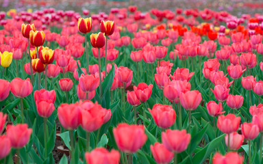 Beautiful colorful tulip background photo.	