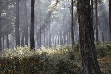 sunlight leaking from the trees in the forest