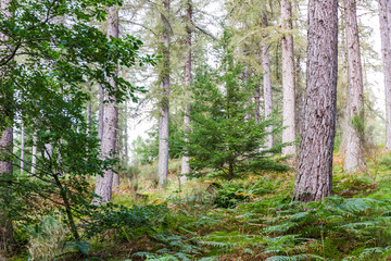 Obraz premium Woodlands in the Highlands