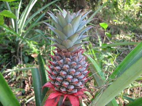 Pineapple, India, India's fruits