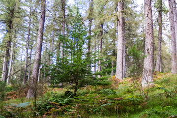 Woodlands in the Highlands