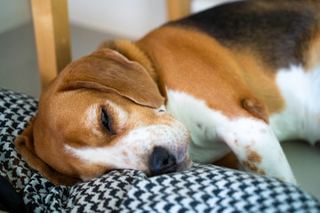 Beagle dog is sleeping on his pillow on comfort bed.Eyes almost closed and sleepy.Dog laydown on the floor indoor at home.