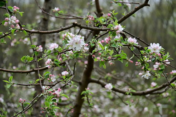 Orchard in Bloom
