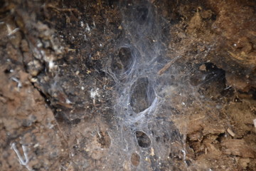 spider web trapped between a rock
