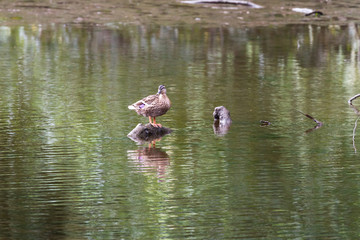 Mallard duck in the highlands